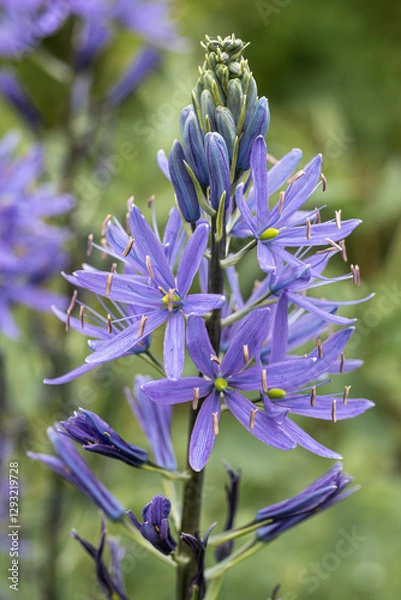 Obraz Camassia leichtlinii Caerulea flower in a garden