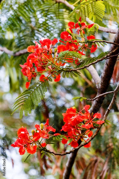 Obraz flowers on the tree