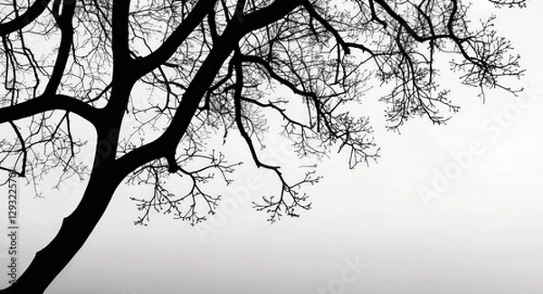 Fototapeta Tree branch silhouette against a minimalist white background creating a striking contrast and emphasizing natural elements in design.
