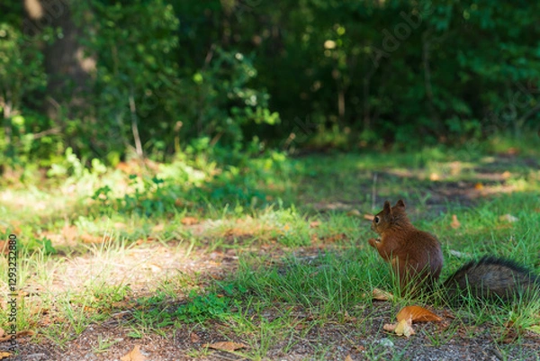Fototapeta Squirrel searching for food in the park. Close-up photos of wild animals. High quality photo