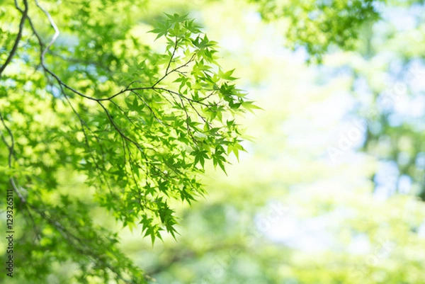 Obraz Green leaves background in summer