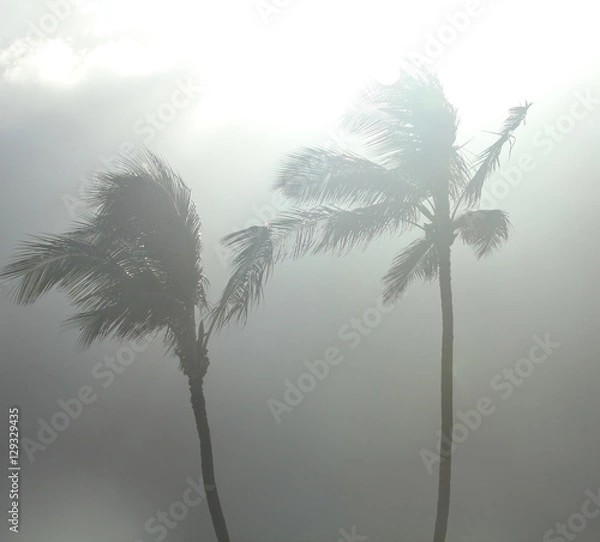 Obraz palm trees in a tropical storm