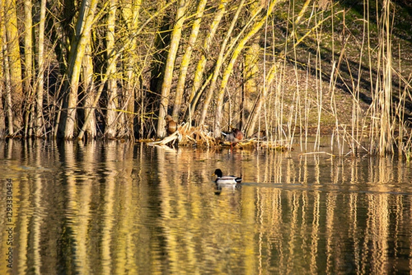 Fototapeta La roselière à Beims