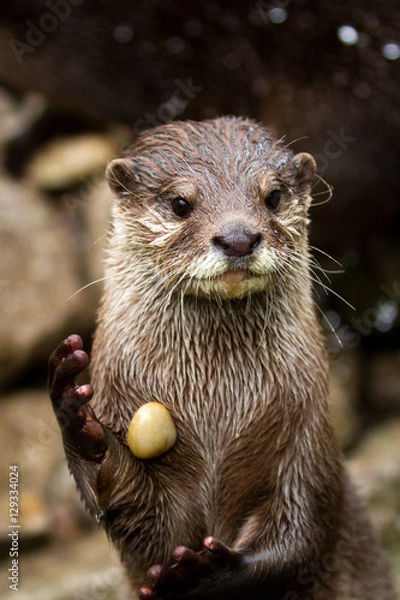 Fototapeta Otter with a stone