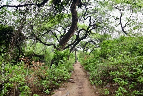 Obraz インド　ニューデリー　公園の小道