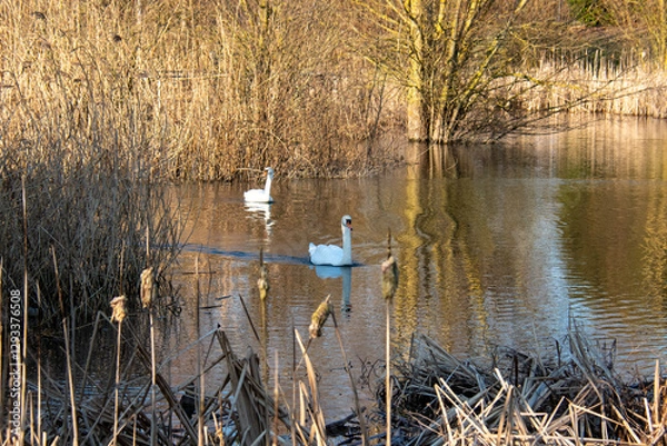Fototapeta La roselière à Reims