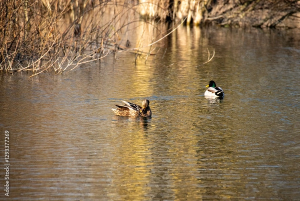 Fototapeta la roselière à Beims