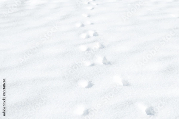 Obraz footprints on white snow.