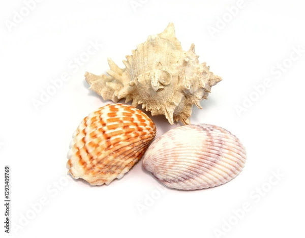 Obraz Sea shell isolated on white background. Close-up.