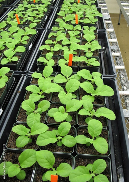 Obraz Plants in greenhouse