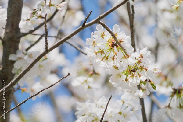 Obraz white cherry blossoms, spring scenery