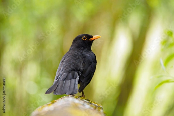 Obraz Amsel