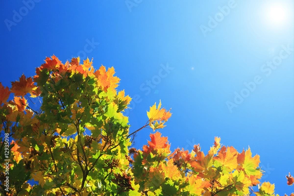 Fototapeta herbstlicher baum