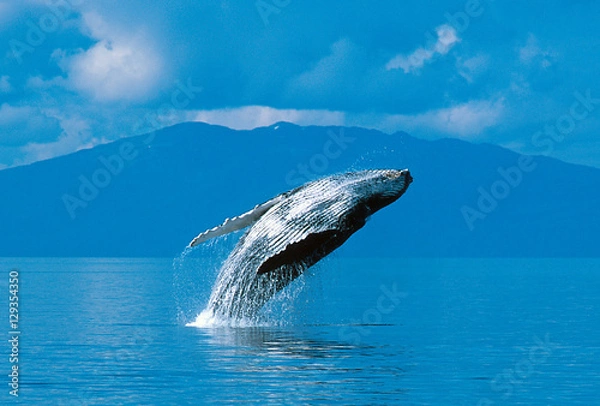 Obraz Humpback whale breaching