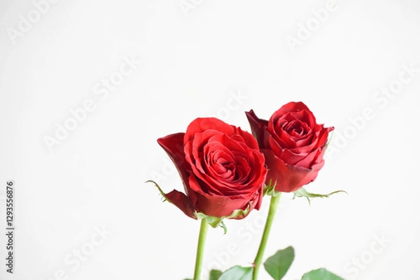 Fototapeta 赤いばら