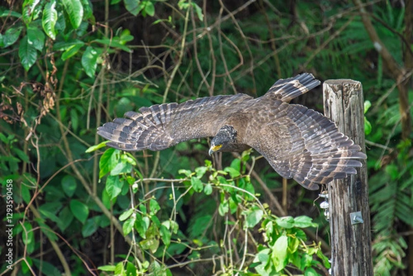 Fototapeta Crested serpent eagle taking flight with open wings