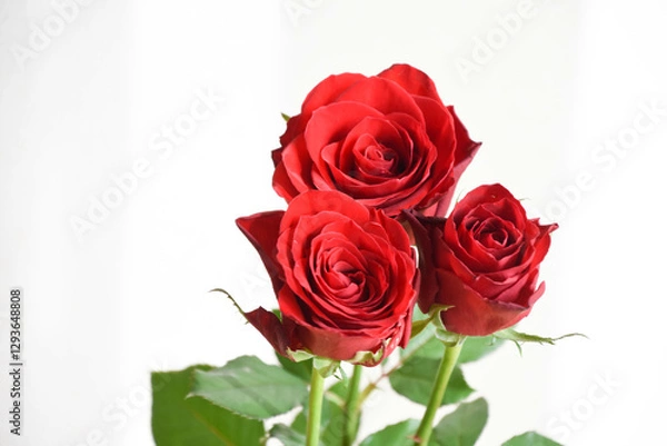 Fototapeta 赤い薔薇