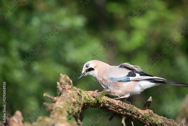 Fototapeta Eurasian Jay (Garrulus glandarius) on a branch in the forest