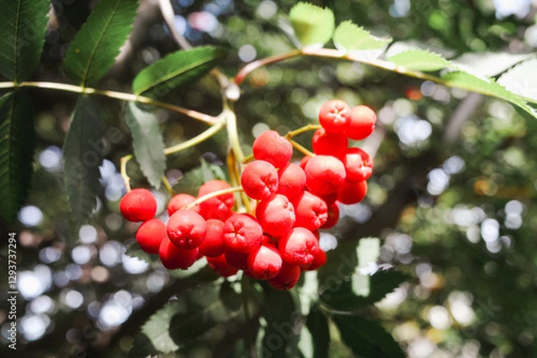Fototapeta 庭木のナナカマド