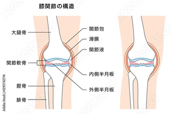 Obraz 膝関節の構造の解説イラスト