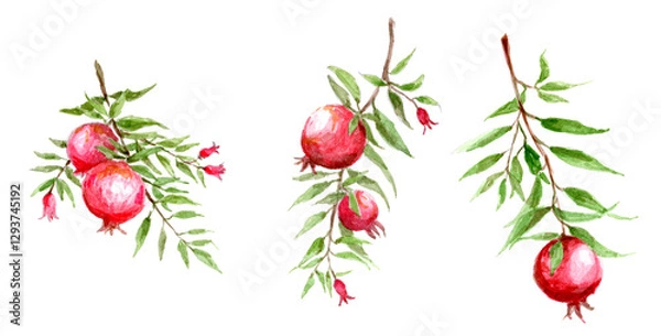 Fototapeta Set of branches with pomegranate fruits and flowers. Hand drawing, watercolor illustration. Free painting technique, sketch.	