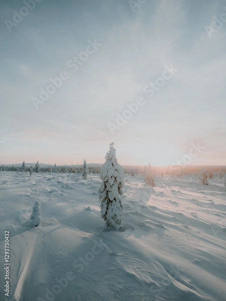 Fototapeta Lapland in the snow, landscapes of pristine snow topped trees and magical golden light in the artic circle. High res photography 
