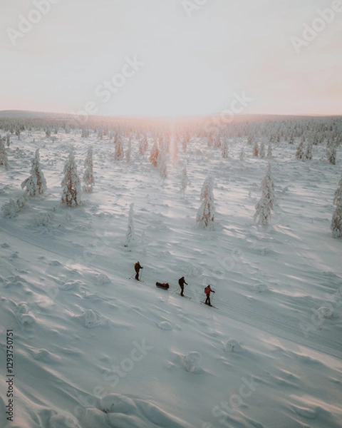 Fototapeta Lapland in the snow, landscapes of pristine snow topped trees and magical golden light in the artic circle. High res photography 