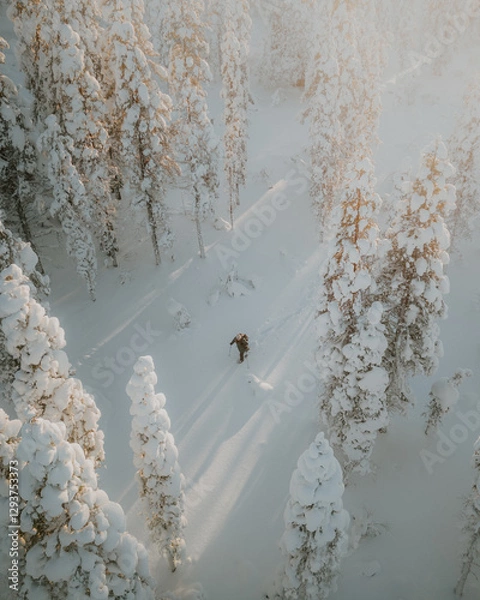 Fototapeta Lapland in the snow, landscapes of pristine snow topped trees and magical golden light in the artic circle. High res photography 