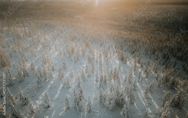 Fototapeta Lapland in the snow, landscapes of pristine snow topped trees and magical golden light in the artic circle. High res photography 