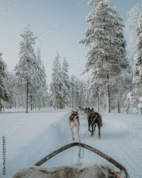 Fototapeta Lapland in the snow, landscapes of pristine snow topped trees and magical golden light in the artic circle. High res photography 