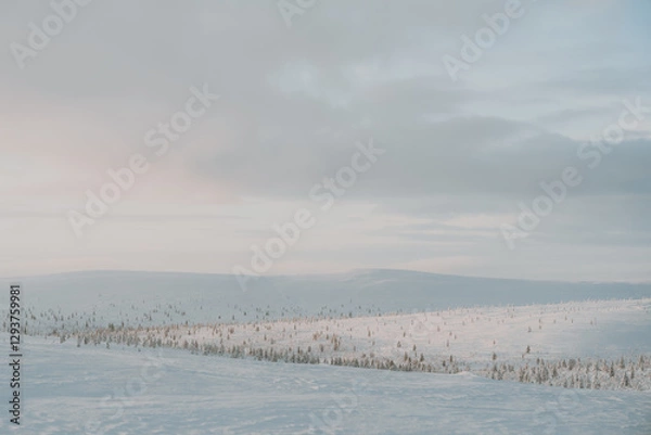 Fototapeta Lapland in the snow, landscapes of pristine snow topped trees and magical golden light in the artic circle. High res photography 