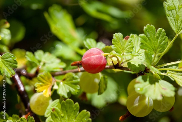 Fototapeta View to fresh green gooseberries on a branch of gooseberry bush in the garden.