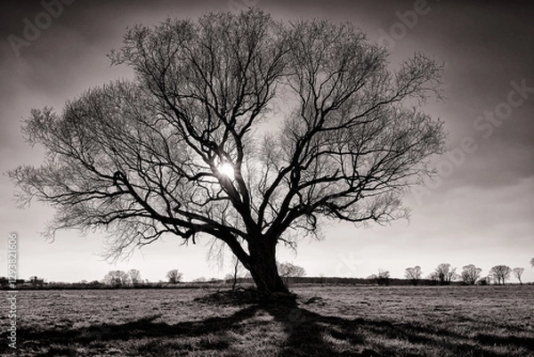 Obraz Baum im Winter