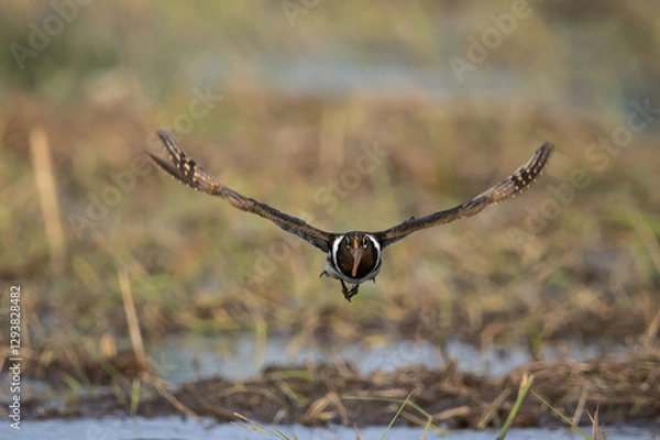 Fototapeta Greater painted-snipe It is a water bird in the order of shorebirds that looks different from most other birds. That is, females are more colorful than males. and does not help the male in incubating.