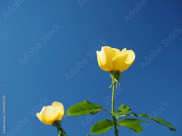Fototapeta 青空と黄色いバラ
