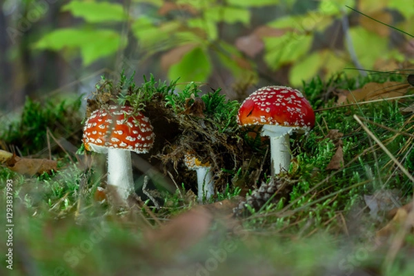 Obraz fly agaric mushroom