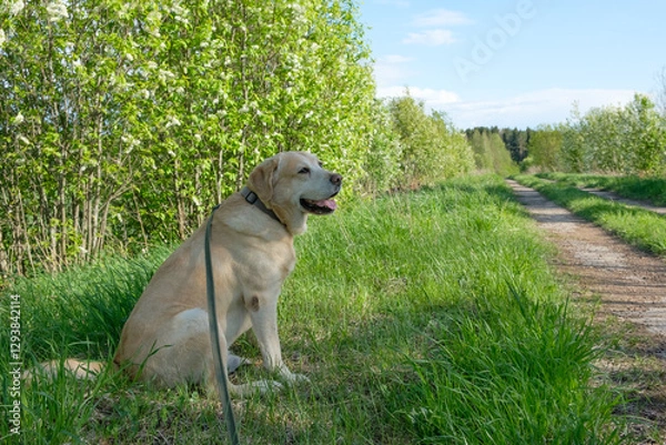 Obraz Spring, a yellow Labrador retriever dog sits on the ground and looks on the right, copy space