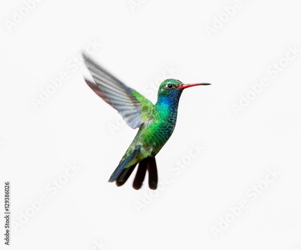 Obraz Broad Billed Hummingbird. Using different backgrounds the bird becomes more interesting and blends with the colors. These birds are native to Mexico and brighten up most gardens where flowers bloom.