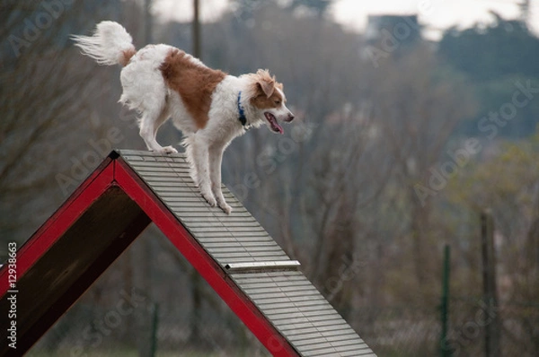 Fototapeta Dog Agility