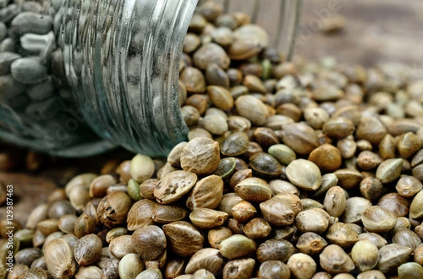 Obraz hemp seed on table