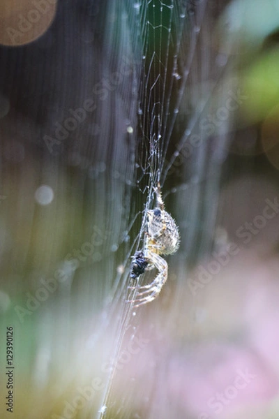 Fototapeta Spider devouring its meal on a web