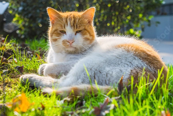 Fototapeta Cat Sitting On Footpath in a park of China.