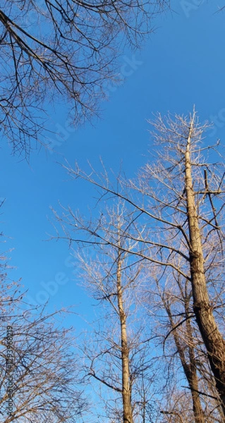 Fototapeta Trees without foliage against a blue sky