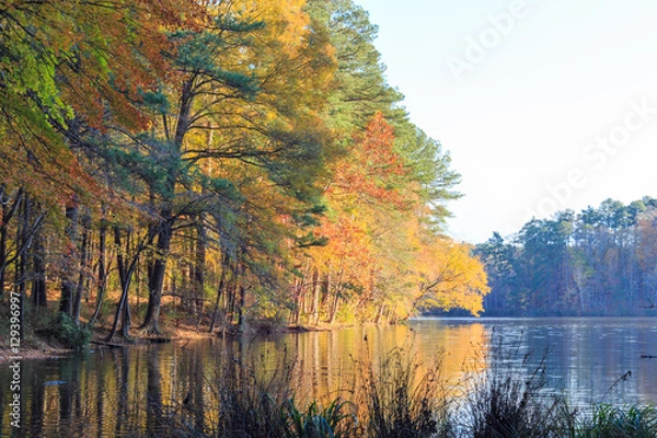 Fototapeta Colorful leaves of fall tree close to the lake Johnson, Raleigh, NC.