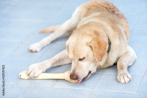 Obraz Dog labrador retriever chew rawhide bone
