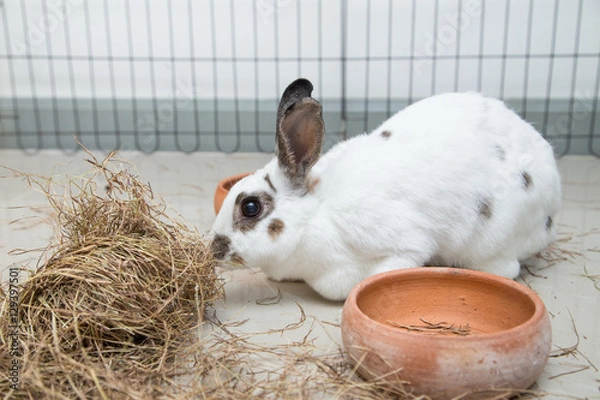 Obraz Rabbit eatting pangola grass on ground feeding