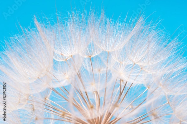 Fototapeta Federleichte Pusteblume vor blauem Himmel, Fortpflanzung, Visionen, Teamwork, tausend gute Wünsche, Träumerei, Visionen