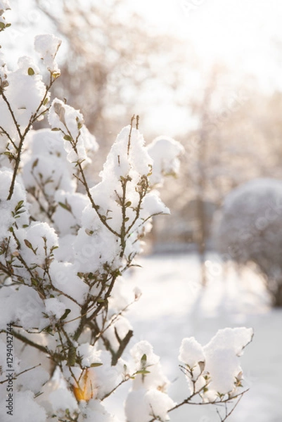 Obraz Delicate branches adorned with thick layers of snow create a serene landscape, showcasing the beauty of winter's grip in a tranquil setting. Soft glimmers of sunlight enhance the frost.