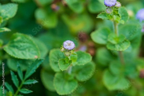 Fototapeta アゲラタムの小さな花