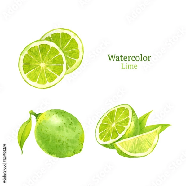 Obraz Watercolor vector lime